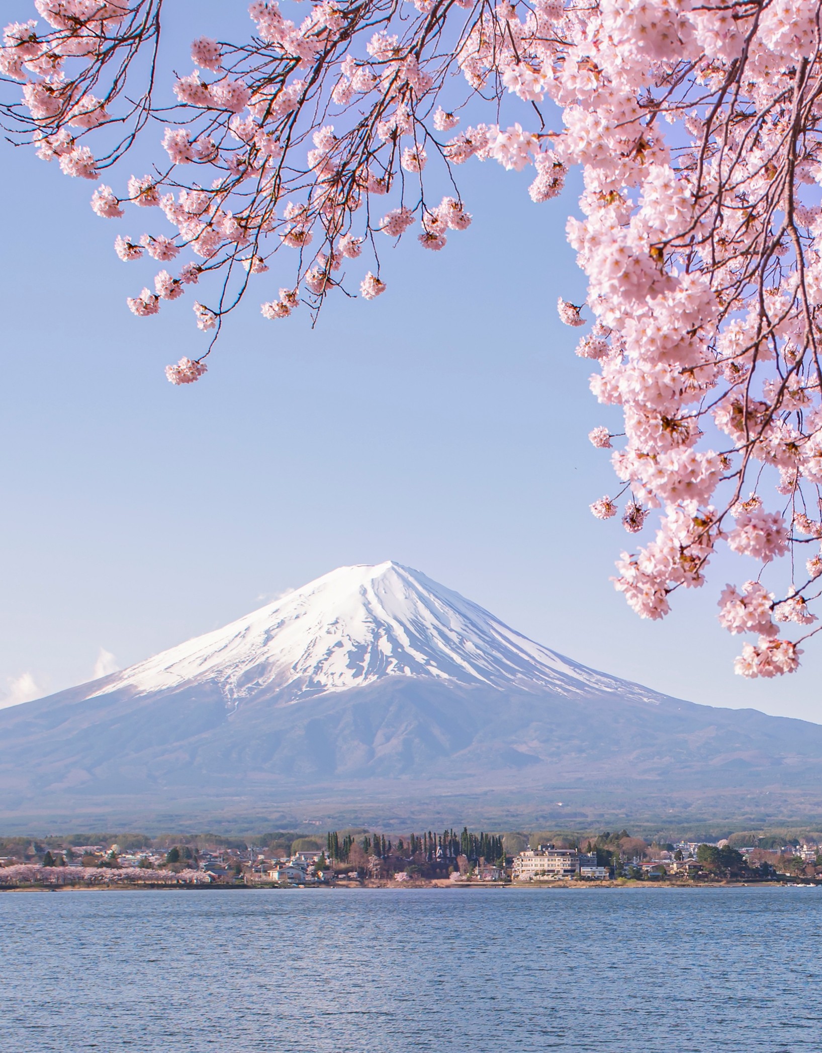 A view of Mount Fuji with a snow-capped peak above a lake and town, framed by flowering cherry blossom branches in the foreground.